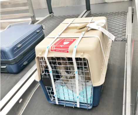 肇庆宠物托运 宠物托运公司 机场宠物托运 宠物空运